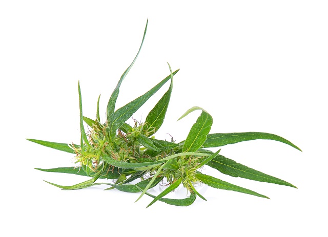 beneficios de las flores de cbd